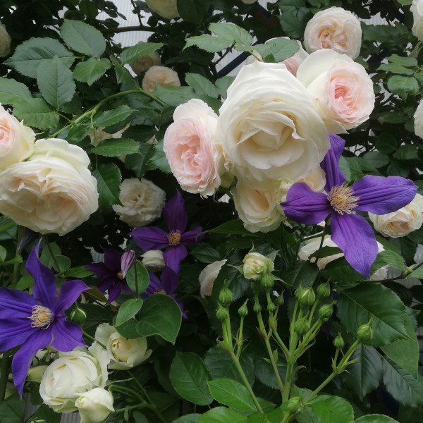 К-018 - Роза в саксия 7 л