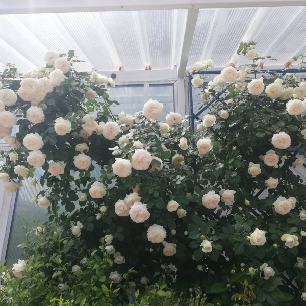 К-018 - Роза гол корен