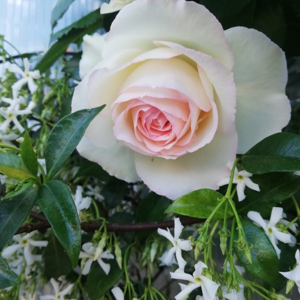 К-018 - Щамроза  в саксия 5 л