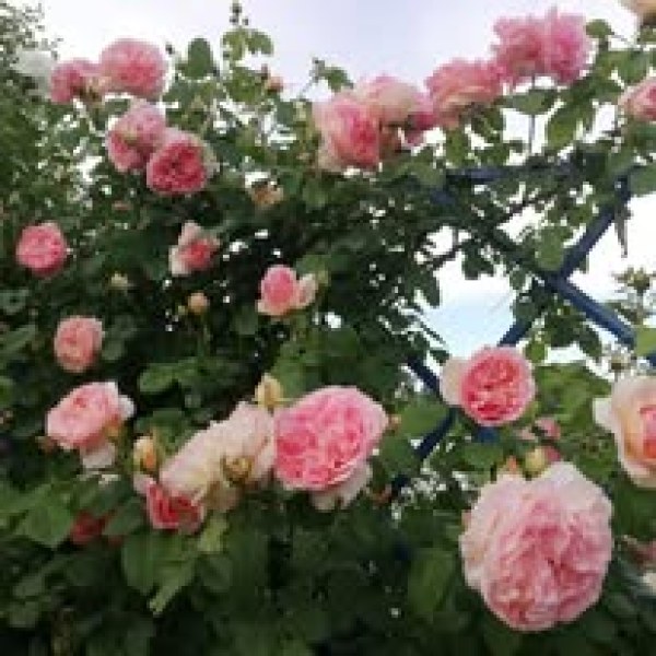 К-019 - Роза в саксия 3 л