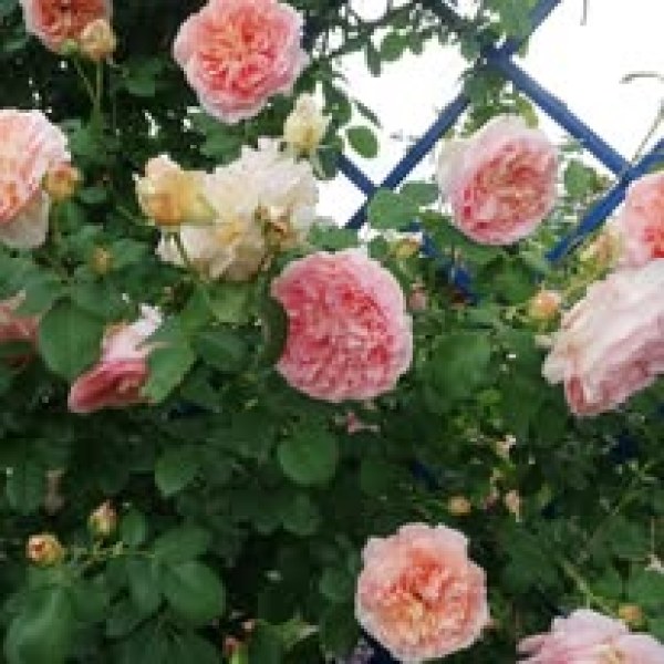 К-019 - Роза в саксия 7 л