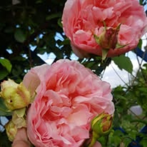 К-019 - Роза гол корен