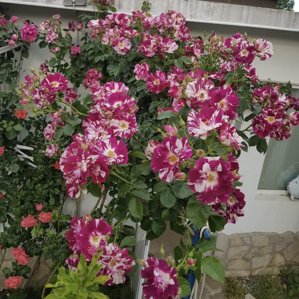 К-021 - Роза в саксия 3 л