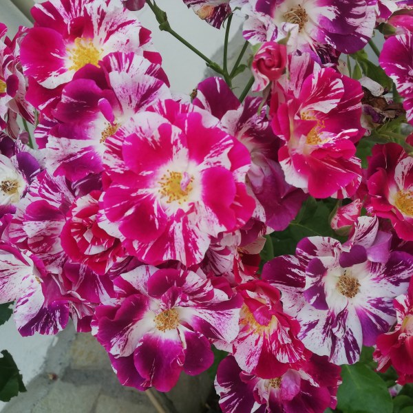 К-021 - Роза в саксия 7 л