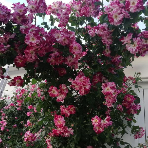 К-021 - Роза гол корен