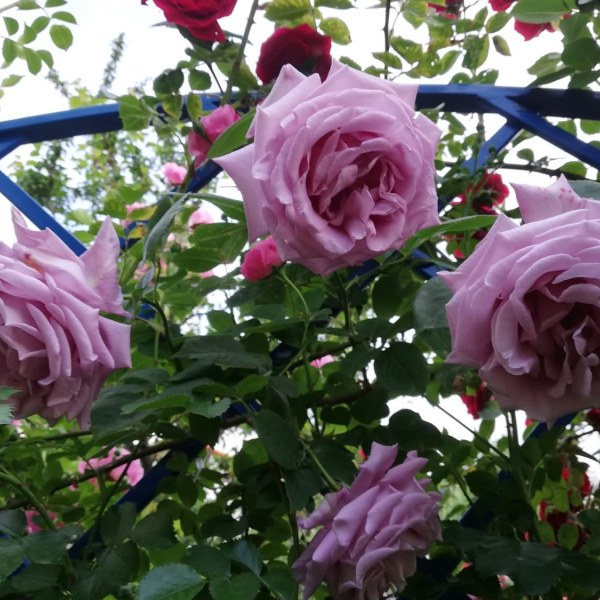 К-023 - Роза в саксия 3 л