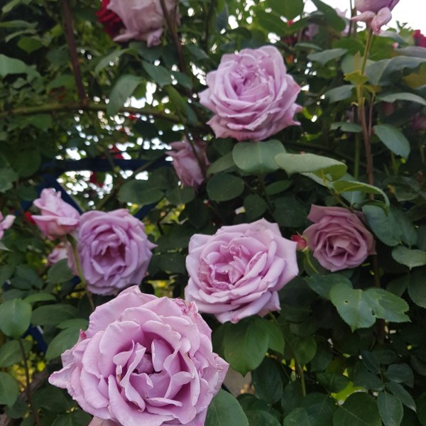 К-023 - Роза в саксия 7 л