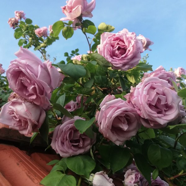 К-023 - Роза гол корен