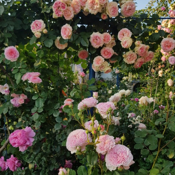 К-024 - Роза в саксия 3 л