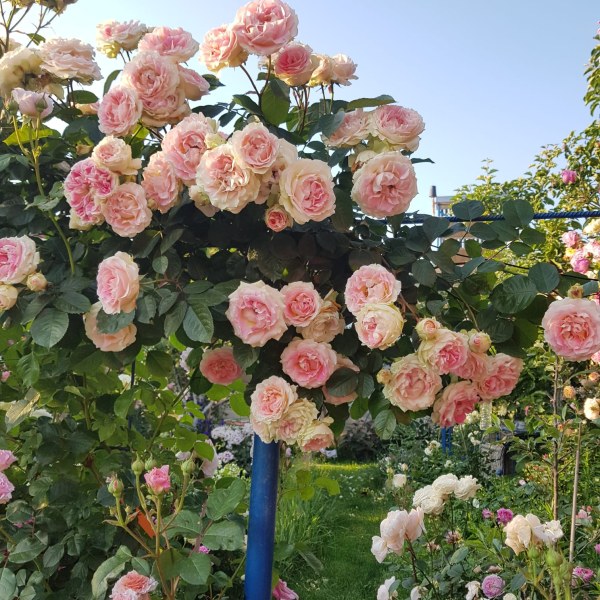 К-024 - Роза в саксия 7 л