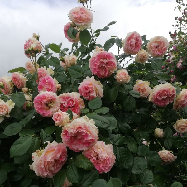 К-024 - Роза гол корен