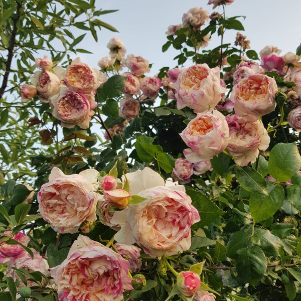 К-026 - Роза в саксия 3 л