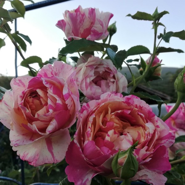 К-026 - Роза в саксия 7 л