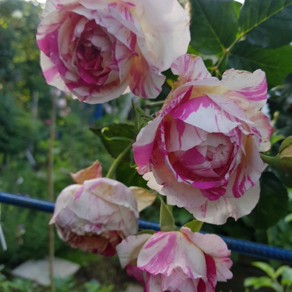 К-026 - Роза гол корен