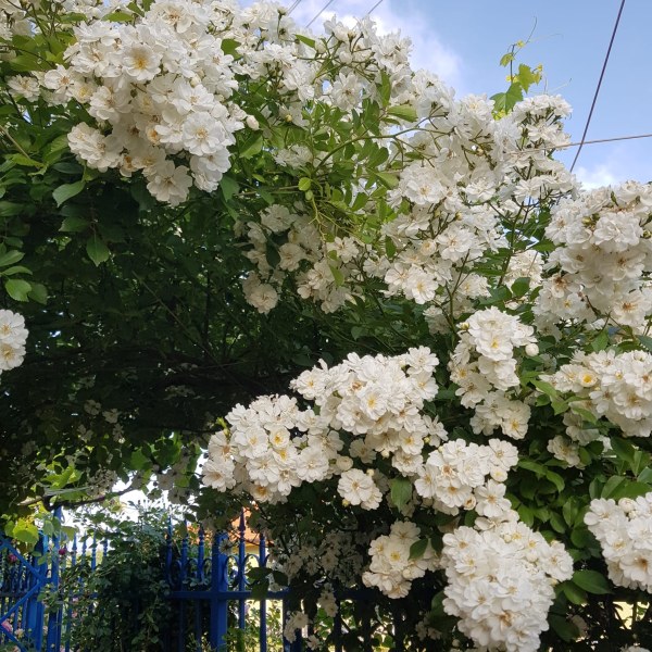 К-027 - Роза в саксия 3 л