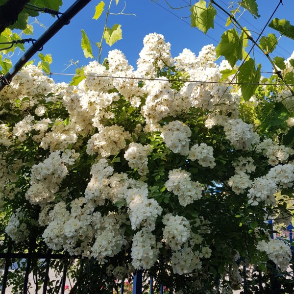 К-027 - Роза в саксия 7 л