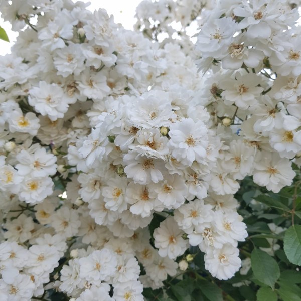 К-027 - Роза гол корен