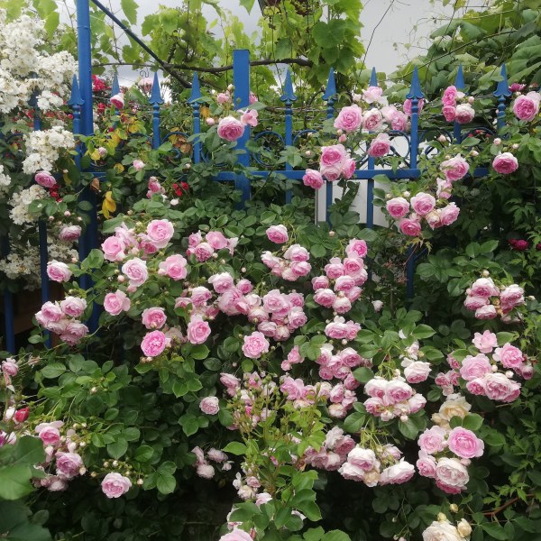 К-028 - Роза в саксия 3 л