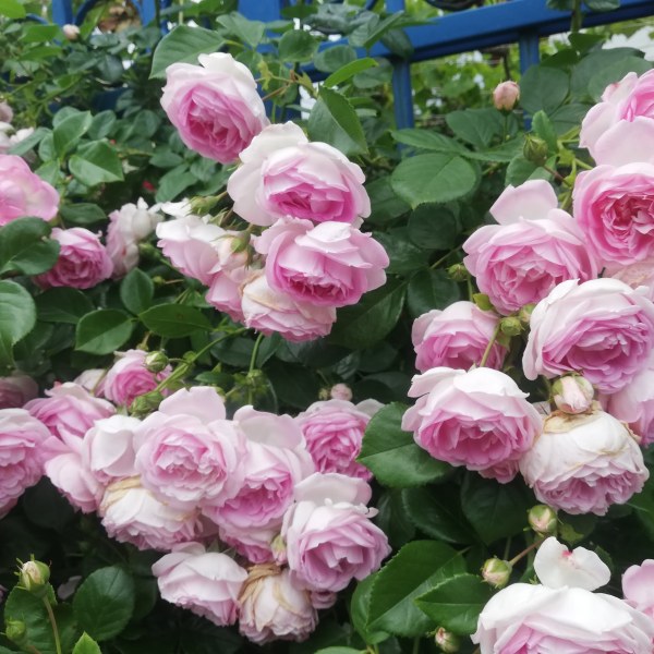 К-028 - Роза в саксия 7 л