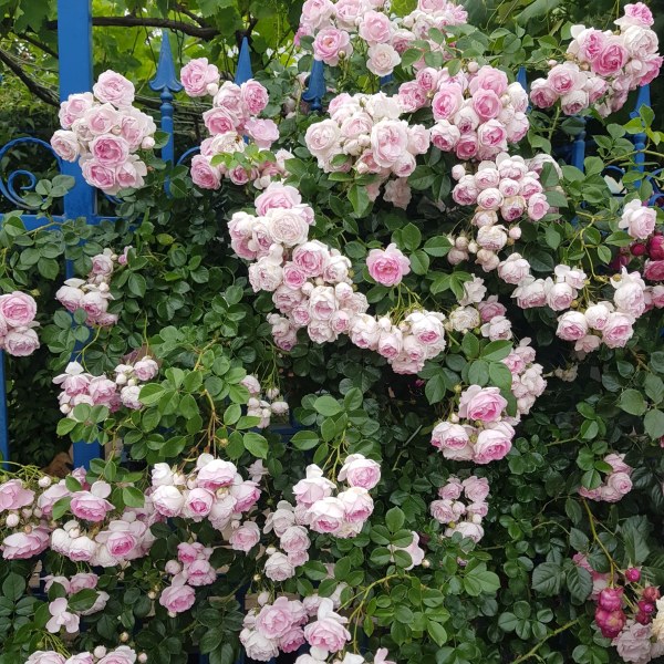 К-028 - Роза гол корен