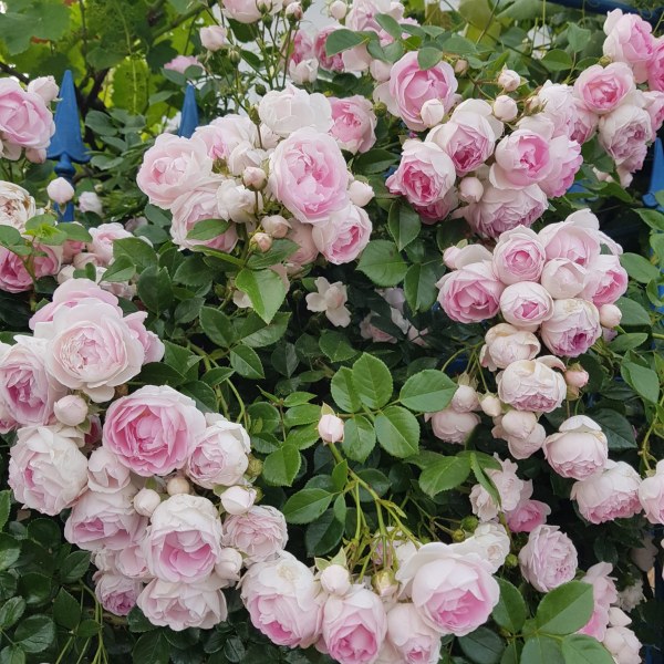 К-028 - Щамроза  в саксия 5 л