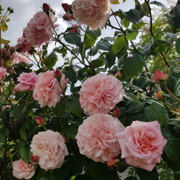 К-030 - Роза в саксия 3 л