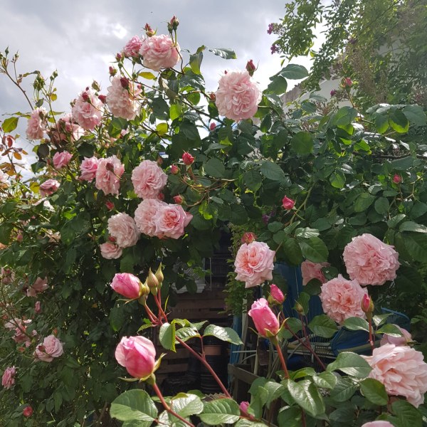 К-030 - Роза в саксия 7 л