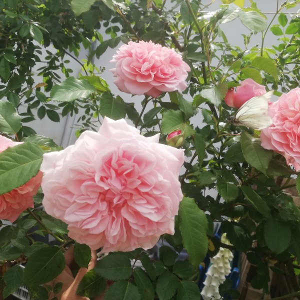 К-030 - Роза гол корен