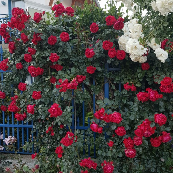 К-042 - Роза в саксия 3 л