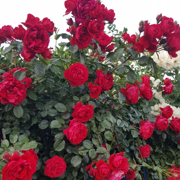 К-042 - Роза в саксия 7 л