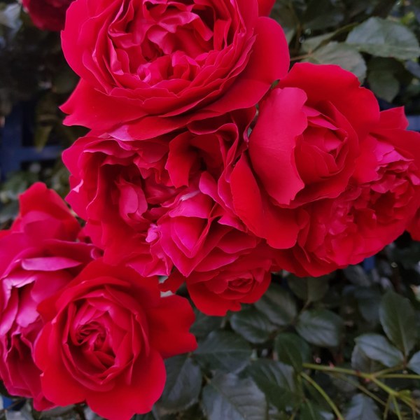 К-042 - Роза гол корен