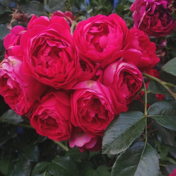 К-042 - Щамроза в саксия