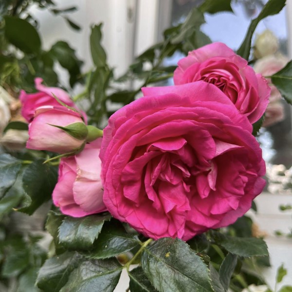 К-050 - Роза в саксия 3 л