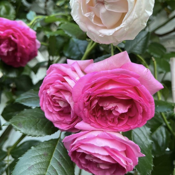 К-050 - Роза в саксия 7 л