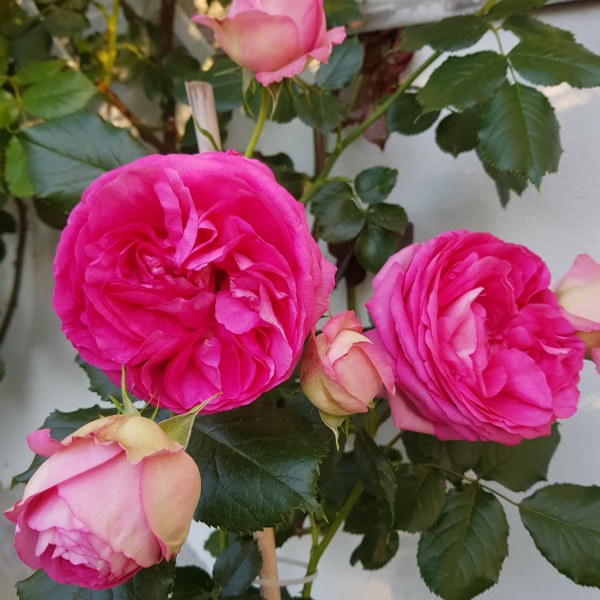 К-050 - Роза гол корен