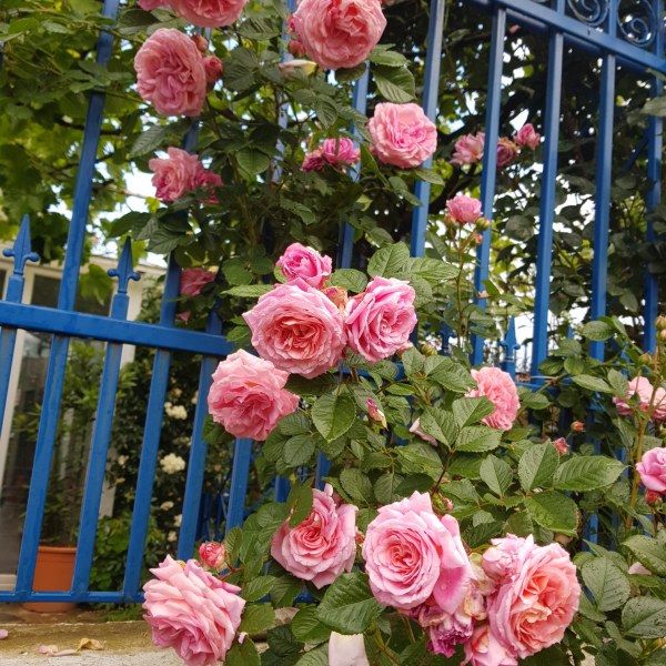 К-057 - Роза в саксия 3 л