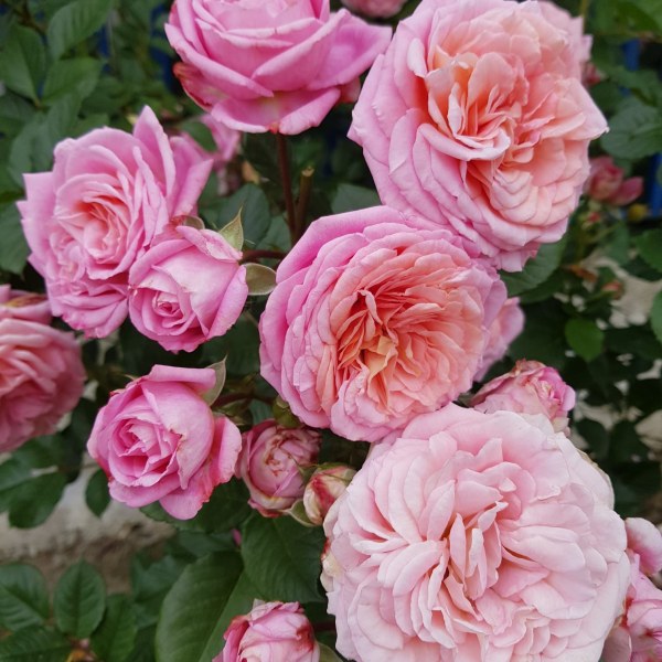 К-057 - Роза в саксия 7 л