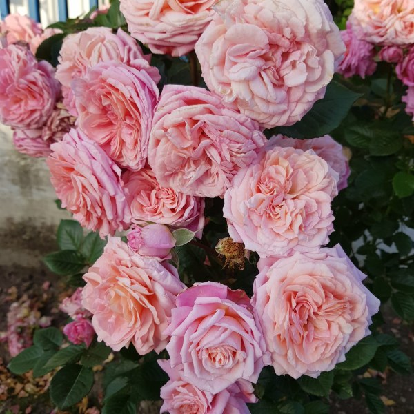 К-057 - Роза гол корен