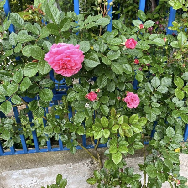 К-057 - Щамроза  в саксия 5 л