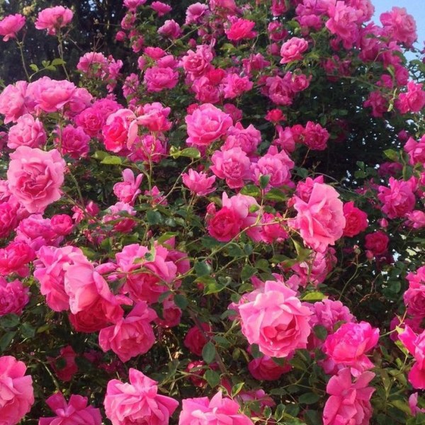 К-062 - Роза в саксия 3 л