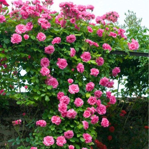 К-062 - Роза в саксия 7 л