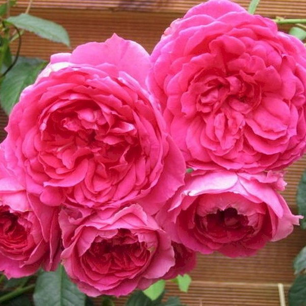 К-062 - Роза гол корен