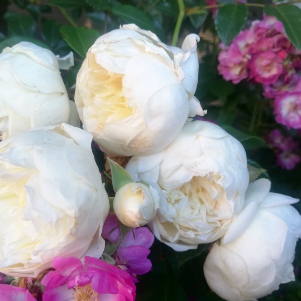 К-065 - Роза в саксия 3 л