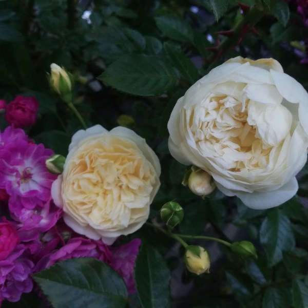 К-065 - Роза в саксия 7 л