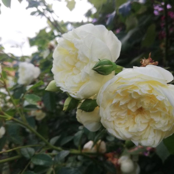 К-065 - Роза гол корен