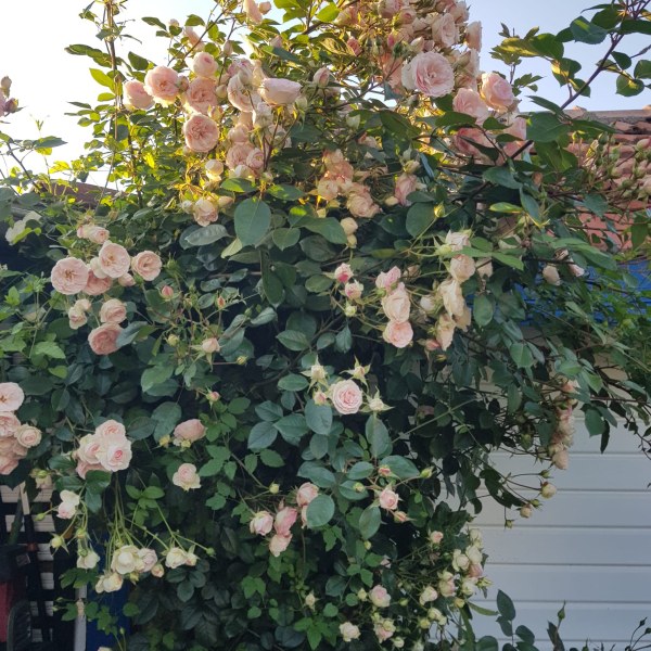 К-066 - Роза в саксия 3 л