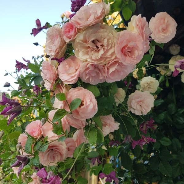 К-066 - Роза в саксия 7 л