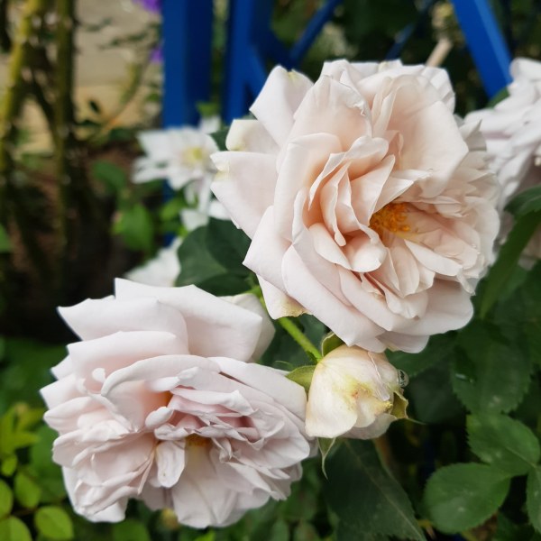 К-070 - Роза в саксия 3 л