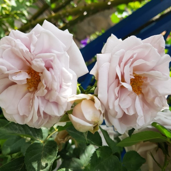 К-070 - Роза в саксия 7 л