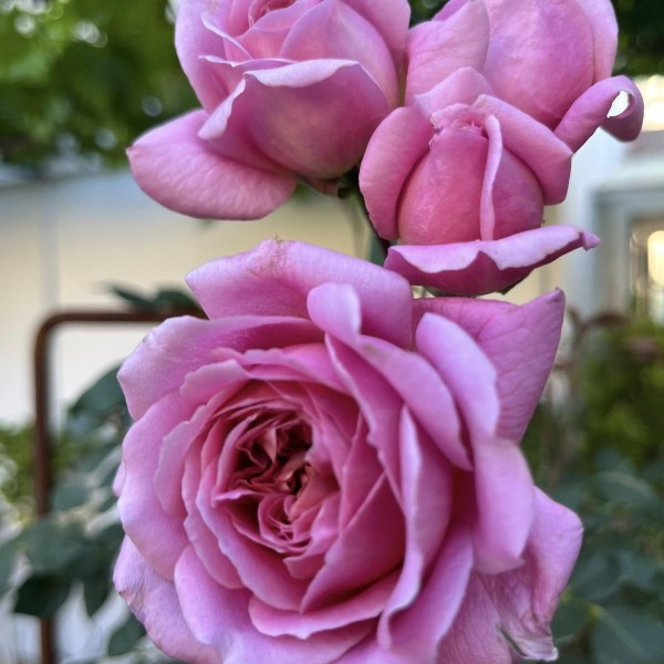 К-071 - Роза в саксия 3 л